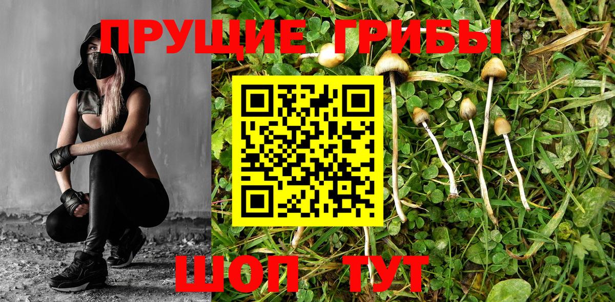 Анжеро-Судженск  Псилоцибиновые грибы прущие грибы  Вход с VPN 
